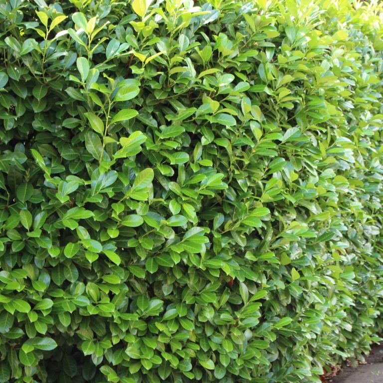 Prunus Laurocerasus Novita